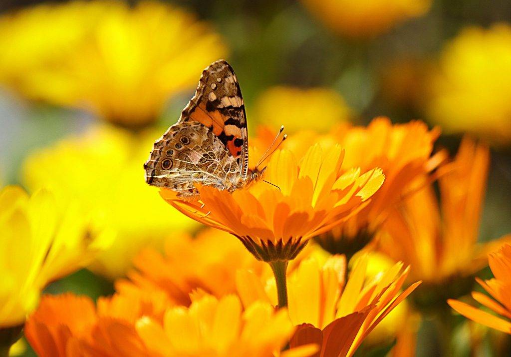 Camera Calendula - Marigold Room Bed and Breakfast Corte Isabella